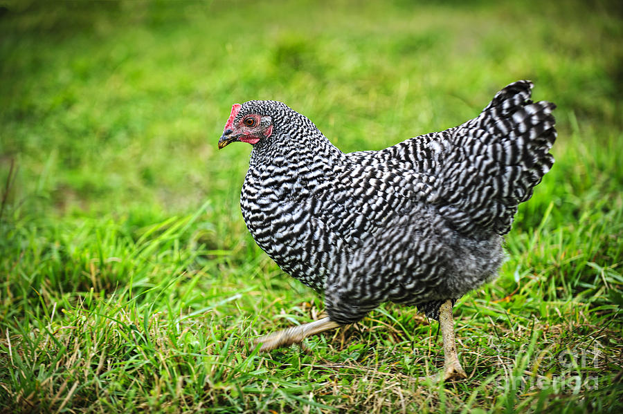 Chicken Walking On Green Pasture Photograph