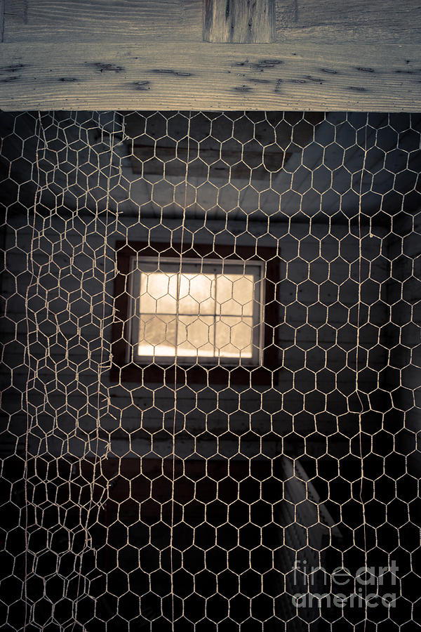 Winter Photograph - Chicken wire on a door of an old chicken coop by Edward Fielding