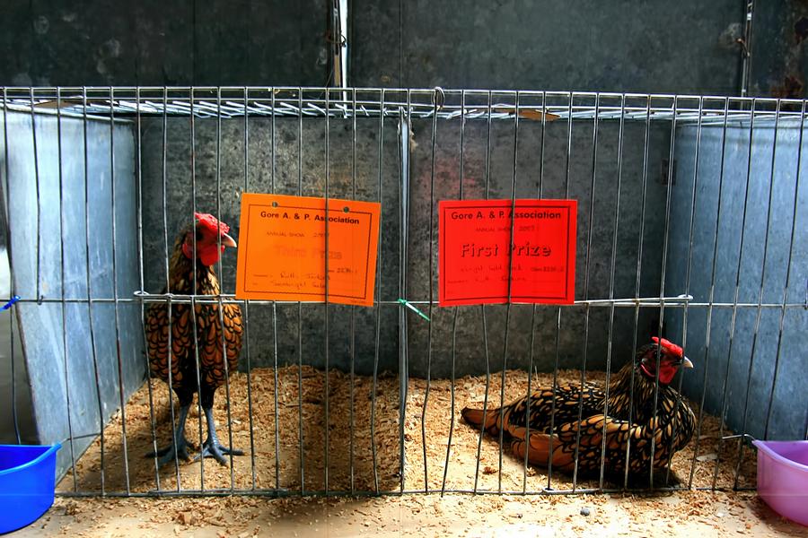 Chickens Photograph by Amanda Stadther
