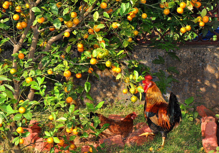 Chickens and oranges Photograph by Diane Lent