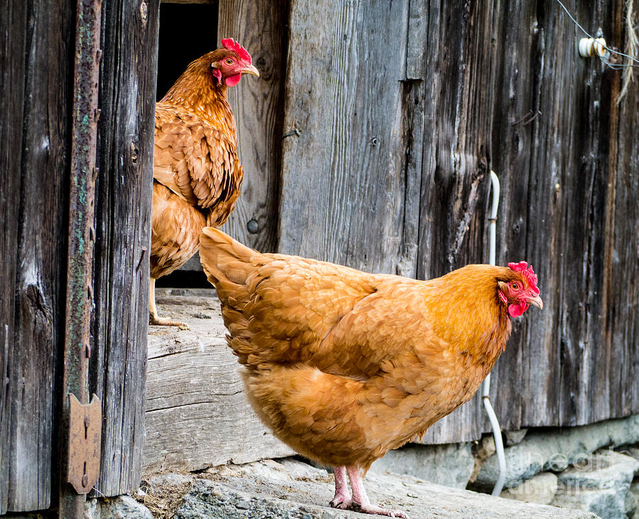 Chicken Photograph - Chickens at the Barn by Edward Fielding