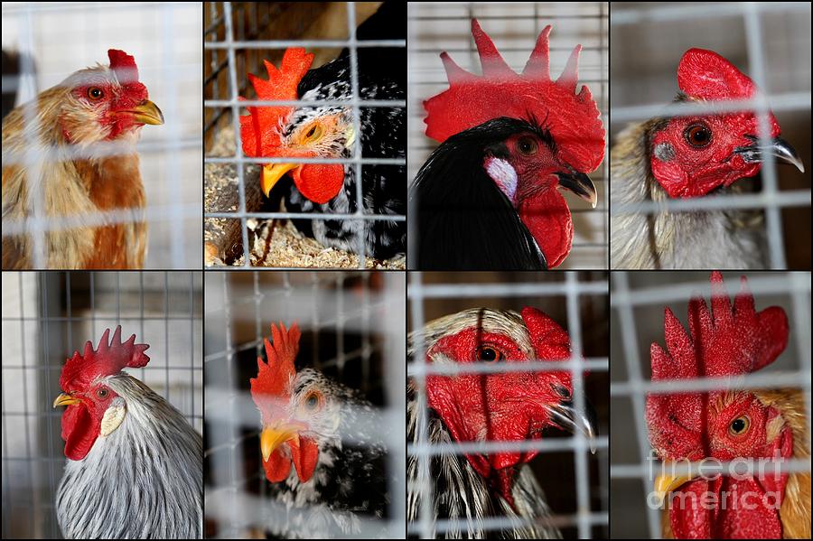 Chickens Behind Bars Photograph by Rick Rauzi