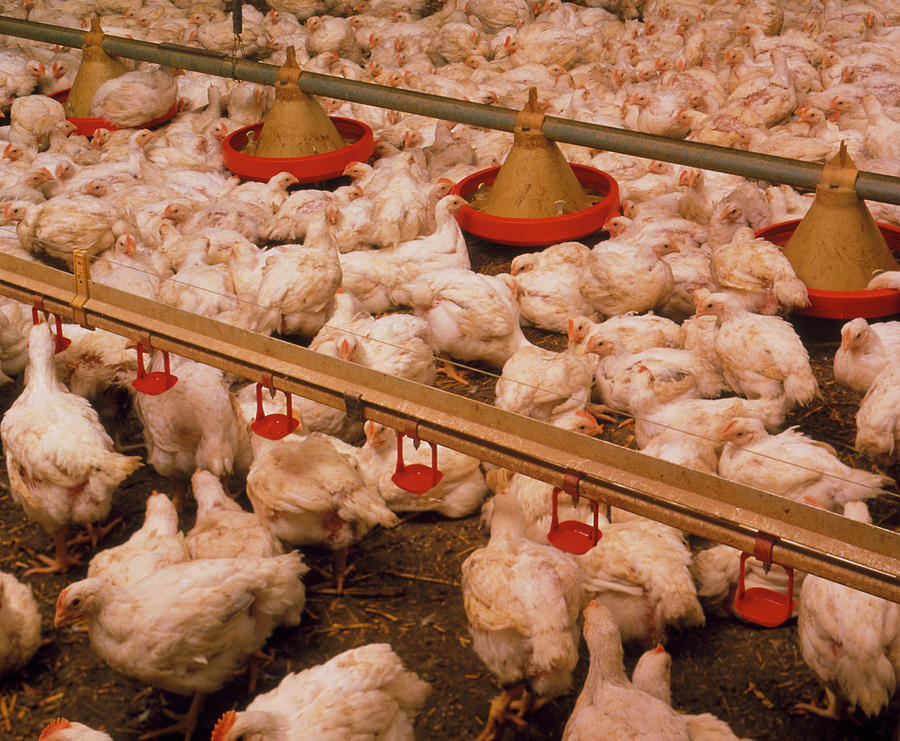 Chickens Being Farmed In A Barn by Science Photo Library