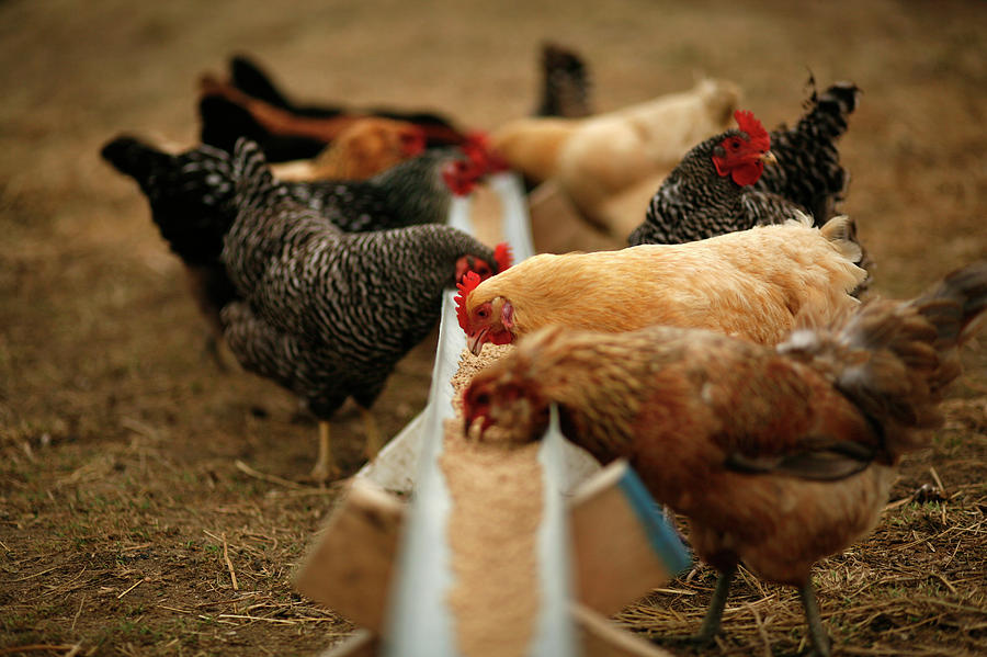 Chickens Eating On Andrew & Jennifer Photograph by Beth Rooney Fine