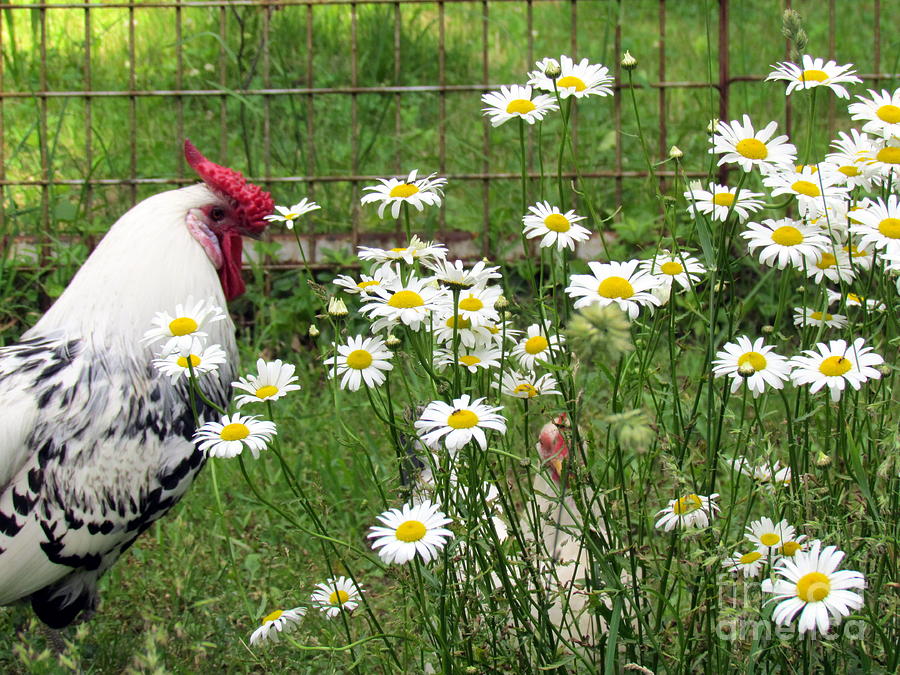 Chickens in the Daisies Photograph by Lili Feinstein