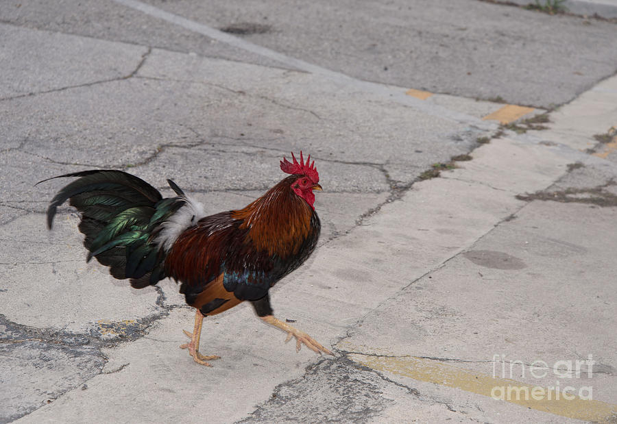 Chickens In The Street Digital Art
