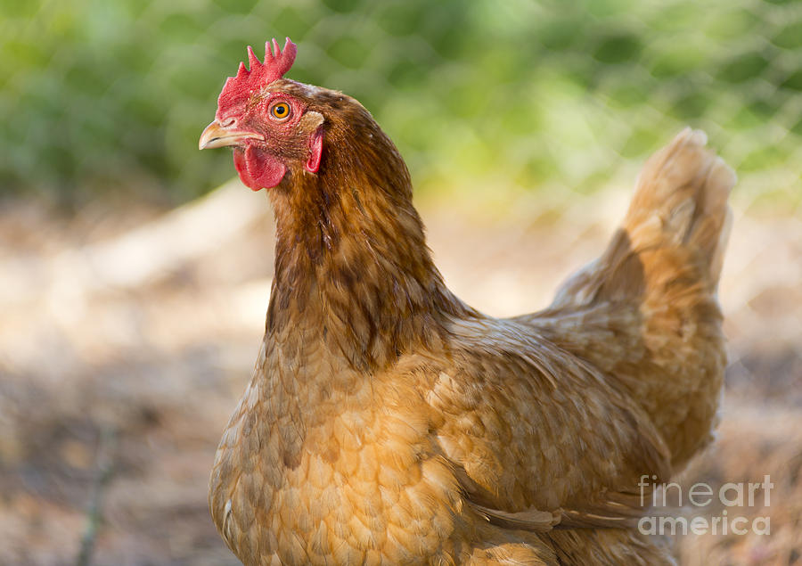 Chicken Photograph - Chickens by THP Creative