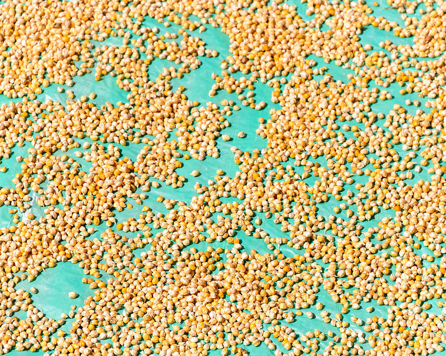 Chickpeas drying in the sun Photograph by Dutourdumonde Photography