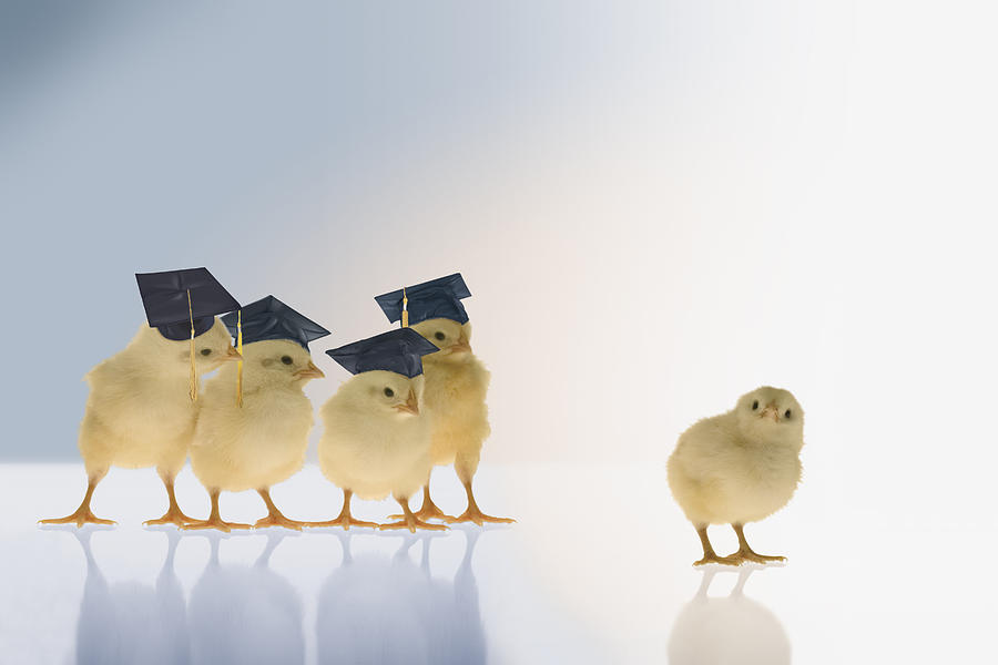 Chicks wearing graduation caps Photograph by Comstock Images