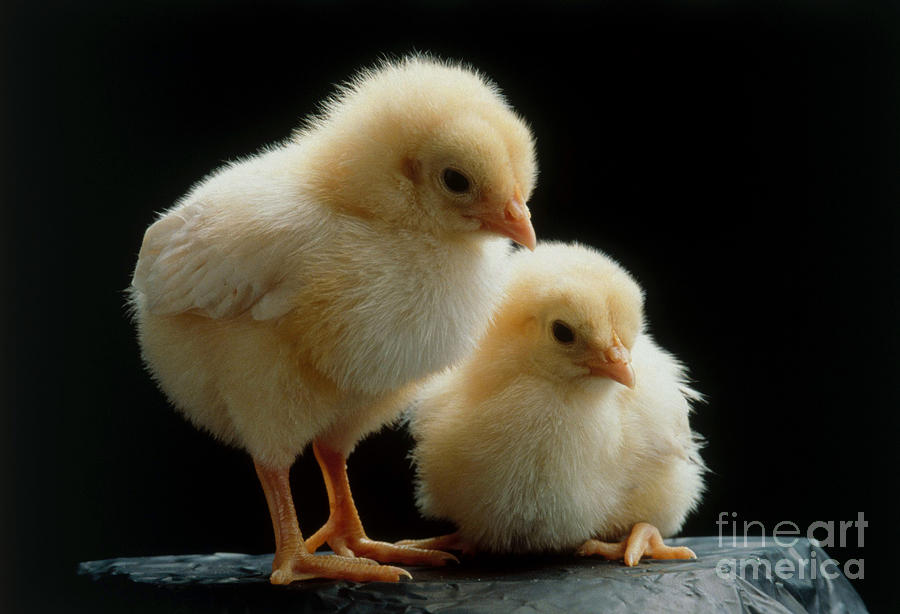 Chicks Photograph by Zack Burris/ Okapia
