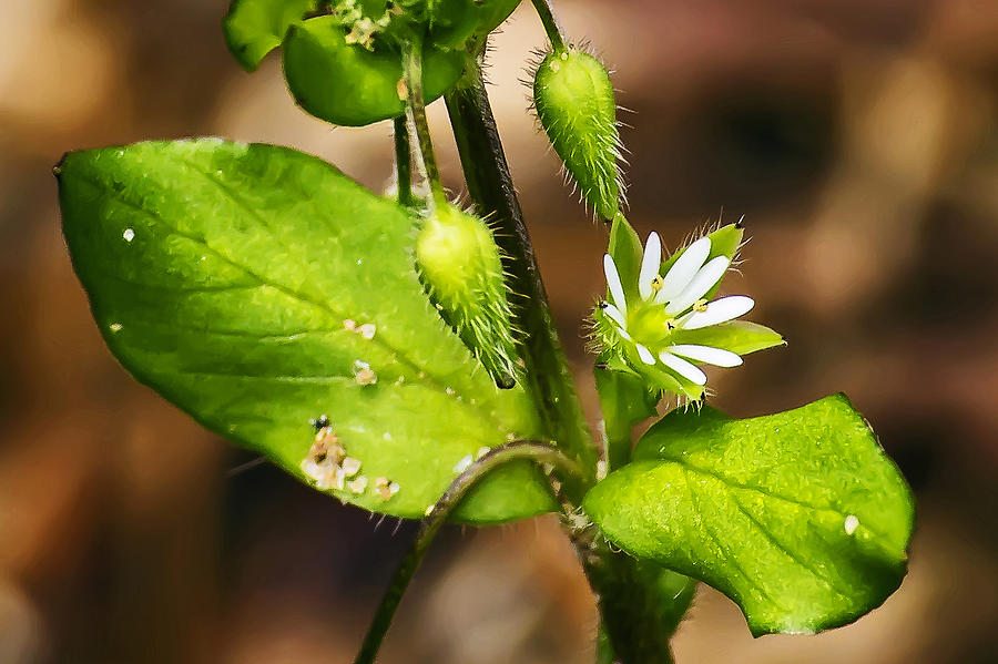 Chickweed Bloom Photograph by Michael Whitaker