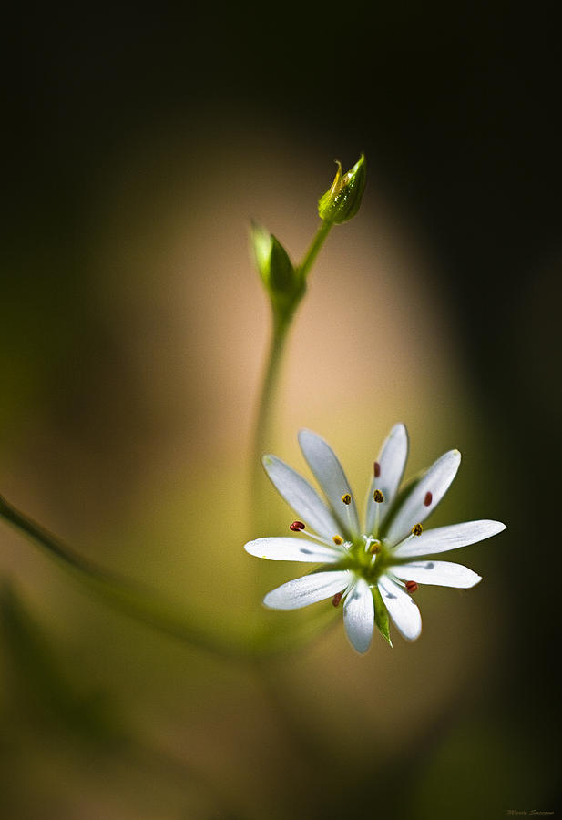 Chickweed Blossom and Bud Photograph by Marty Saccone