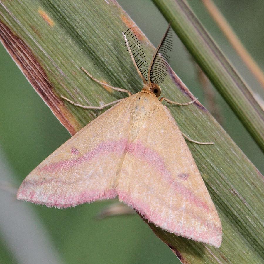 Chickweed Geometer Moth Photograph by Doris Potter