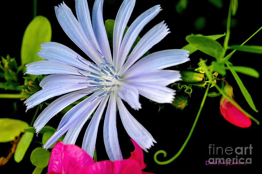 Flower Photograph - Chicory and Sweet Pea by David Perry Lawrence