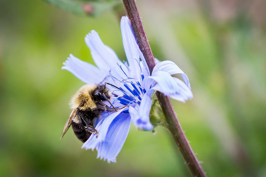Chicory Bee Photograph by Bill Pevlor