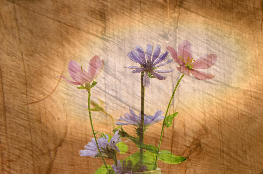 Chicory blue and pink Photograph by Randall Branham