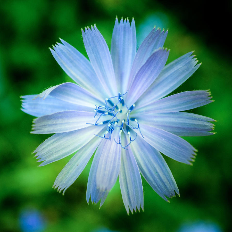 Chicory Photograph by Chris Bordeleau