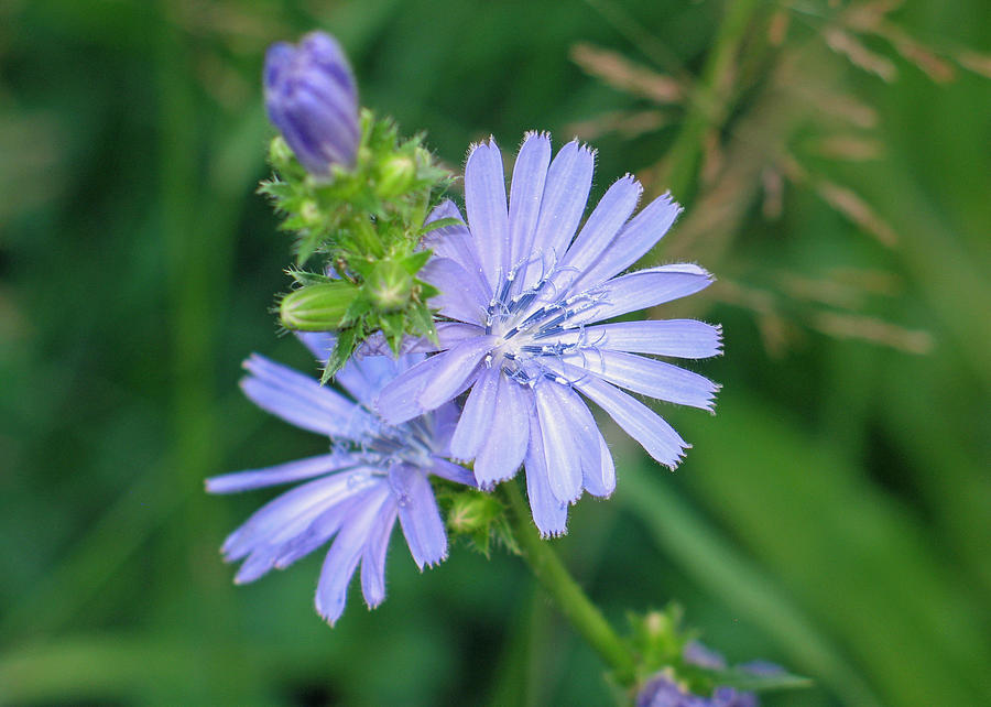 Chicory Flower Photograph by Gerry Bates
