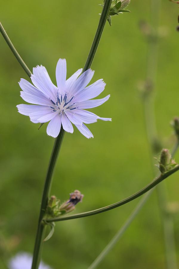 Chicory Flower Photograph by Jeanne White