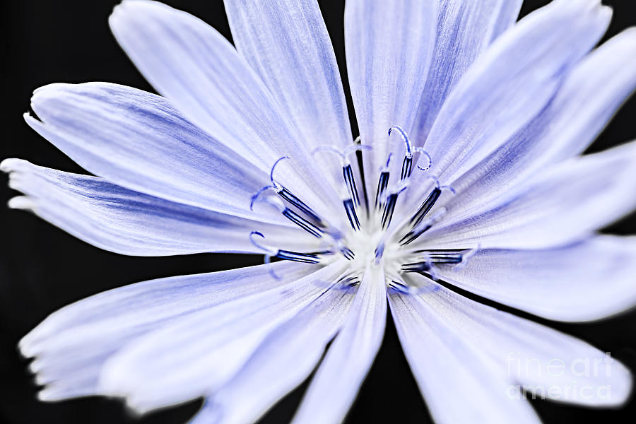 Chicory flower macro Photograph by Elena Elisseeva
