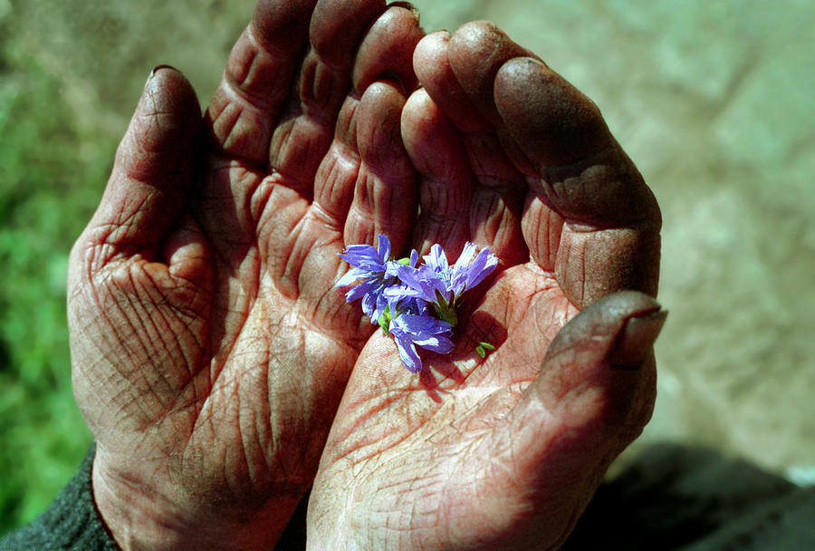 Chicory flowers in peasants hands Photograph by Emanuel Tanjala