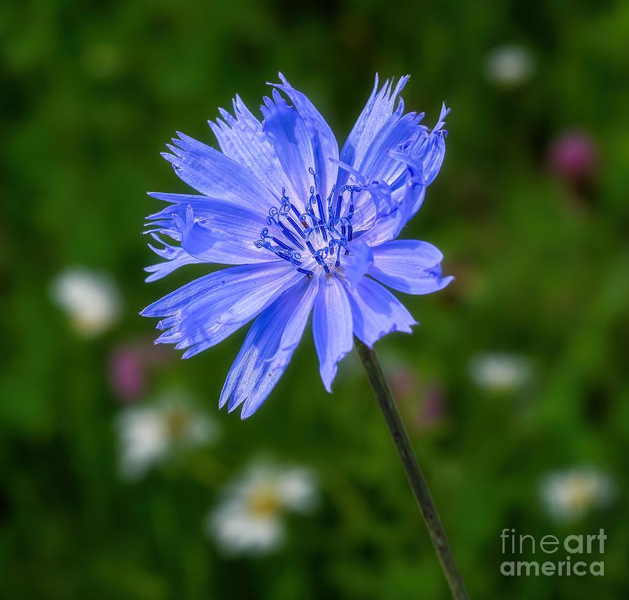 Chicory - Wildflower Photograph by Henry Kowalski