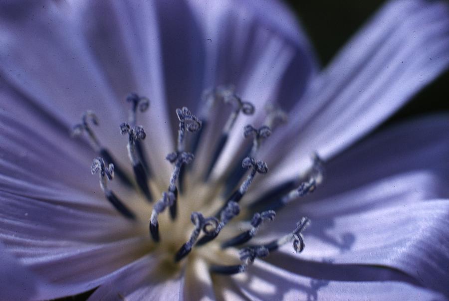 Chicory Wildflower Photograph by Retro Images Archive