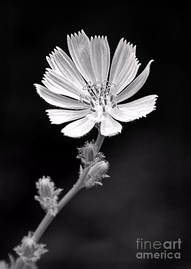Chicory Wildflower Photograph by Sharon Woerner