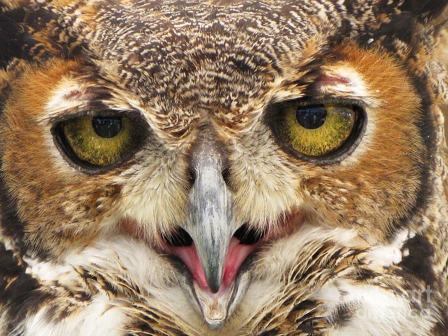 Chief  Horned Owl Photograph by Keri West