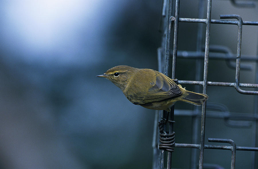 Nature Photograph - Chiffchaff by Leslie J Borg/science Photo Library