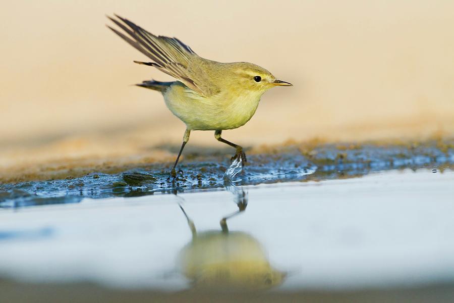 Chiffchaff (phylloscopus Collybita) Photograph by Science Photo Library Chiffchaff (phylloscopus Collybita) Photograph by Science Photo Library