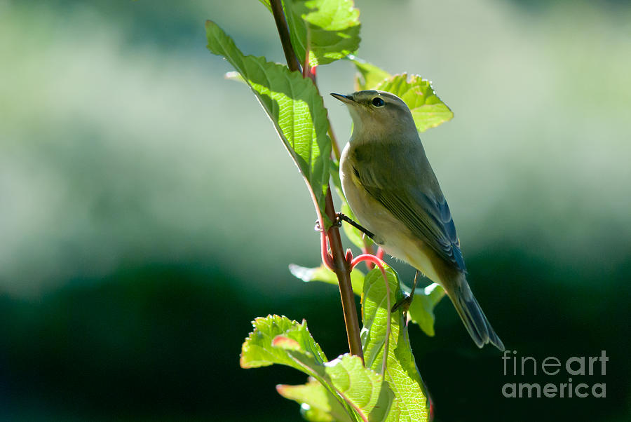 Chiffchaffs hunting Photograph by Torbjorn Swenelius