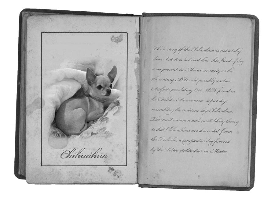 Chihuahua A Puzzling History Photograph by J Laughlin