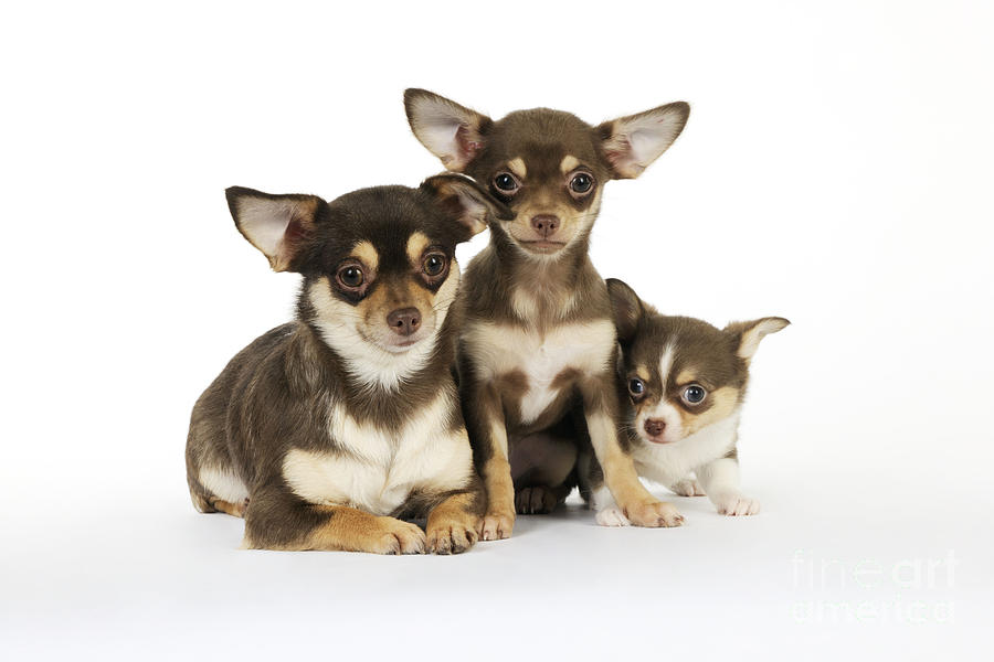 Chihuahua And Puppy Dogs Photograph by John Daniels