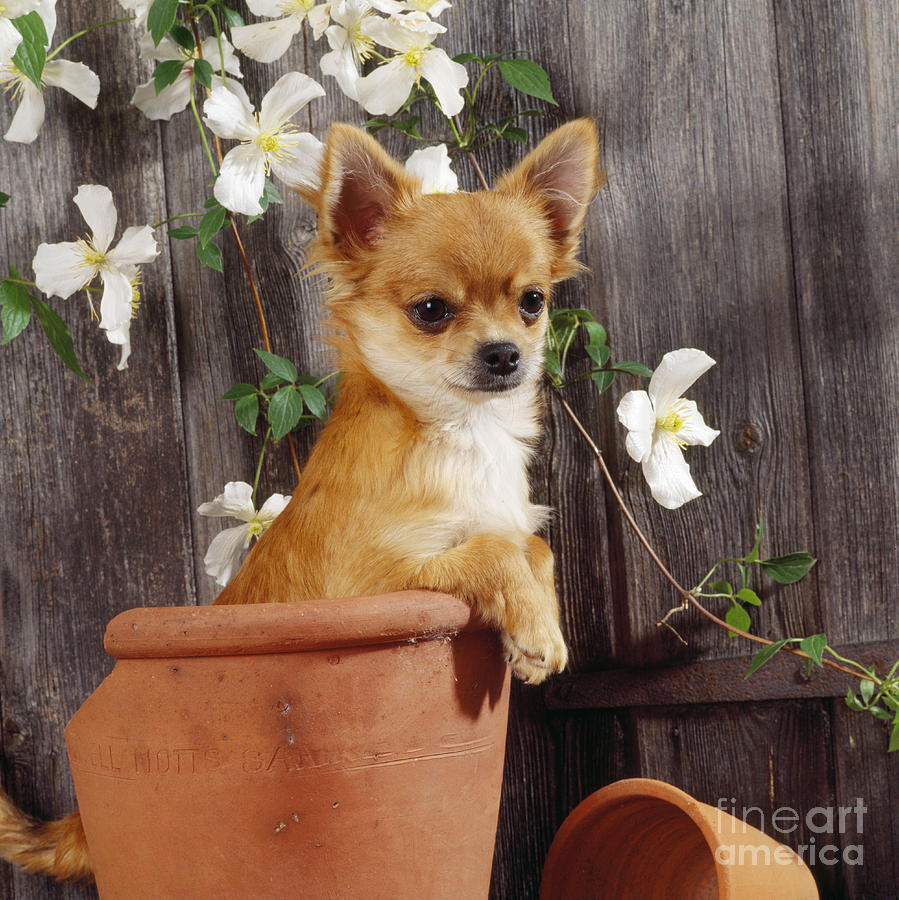 Chihuahua Dog In Flowerpot Photograph by John Daniels