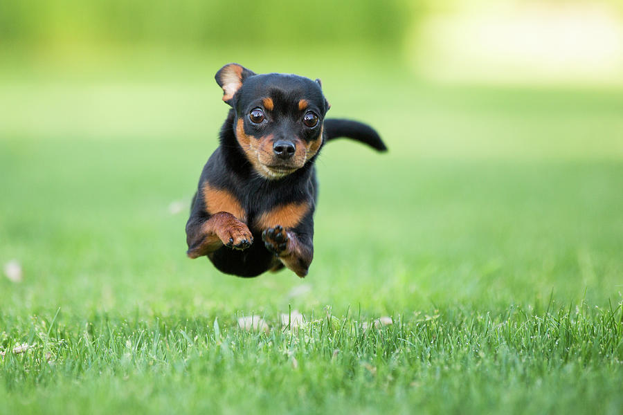 Chihuahua Dog Running Photograph by Purple Collar Pet Photography