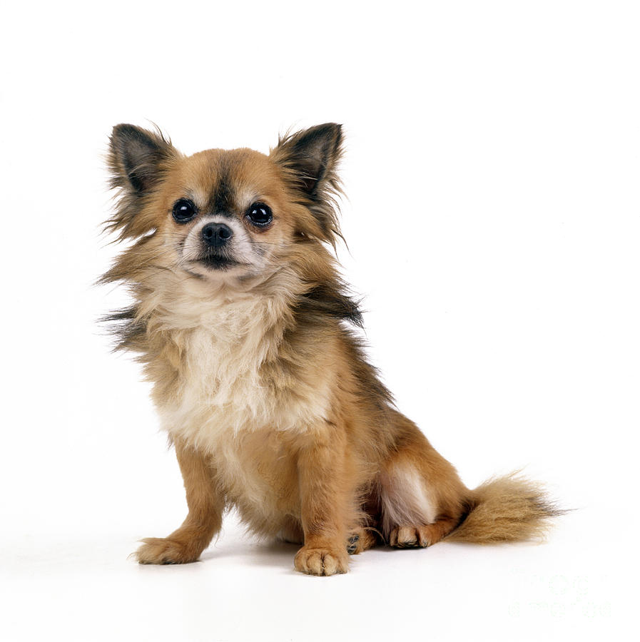 Chihuahua Dog, Sitting Photograph by John Daniels - Fine Art America