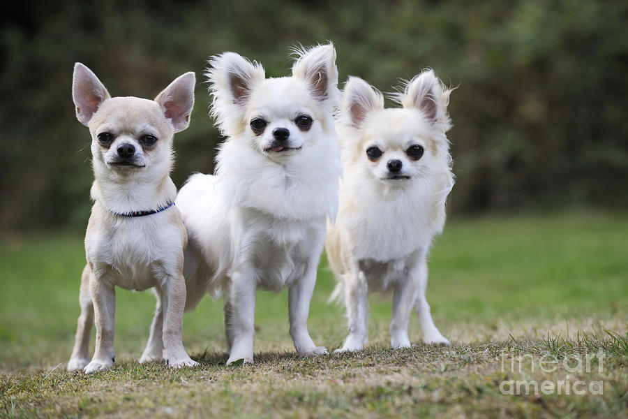 Chihuahua Dogs Photograph by John Daniels