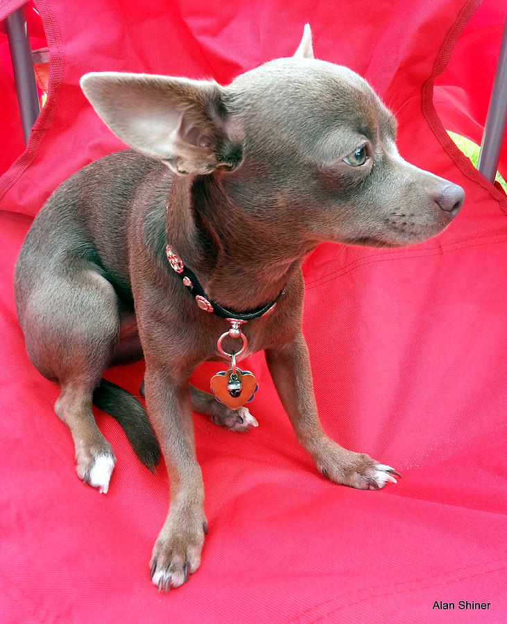 Chihuahua Girl Photograph by Alan Shiner