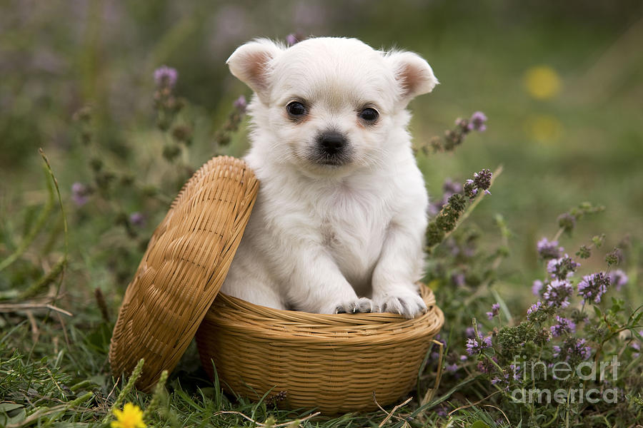 Chihuahua In Basket Photograph by Jean-Michel Labat