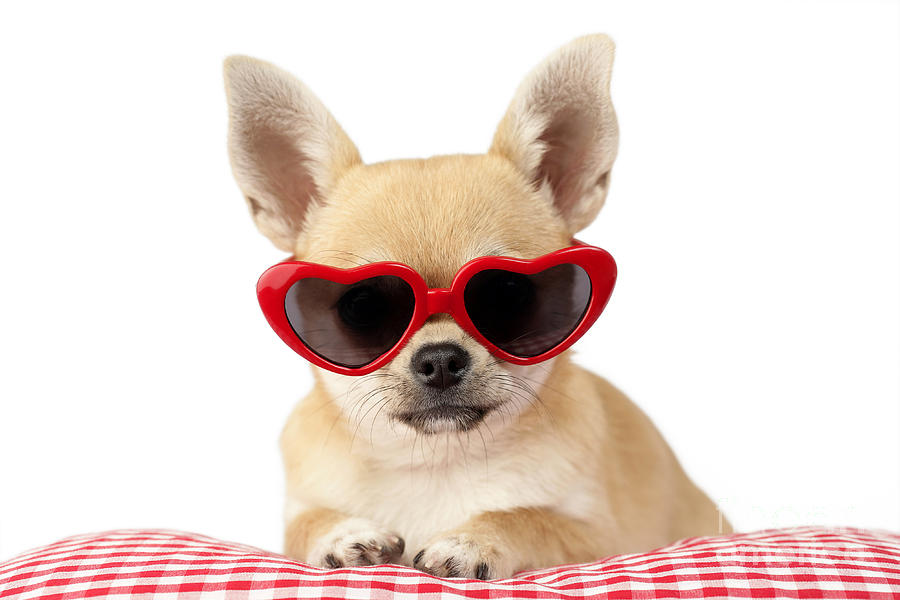 Dog Digital Art - Chihuahua in Heart Sunglasses DP813 by MGL Meiklejohn Graphics Licensing