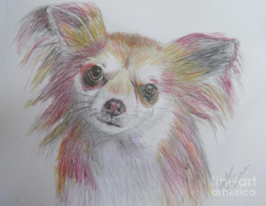 Chihuahua Drawing by Lyric Lucas