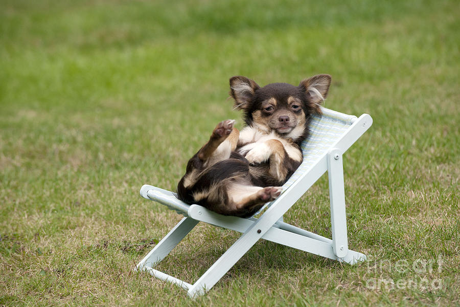 Chihuahua On Chair Photograph by John Daniels