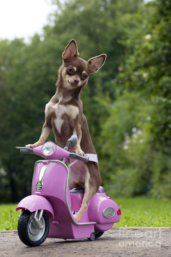Chihuahua On Scooter Photograph by John Daniels
