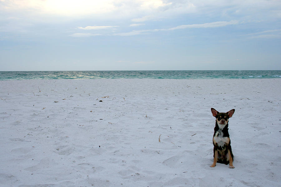 Chihuahua on the beach Photograph by Georgia Clare