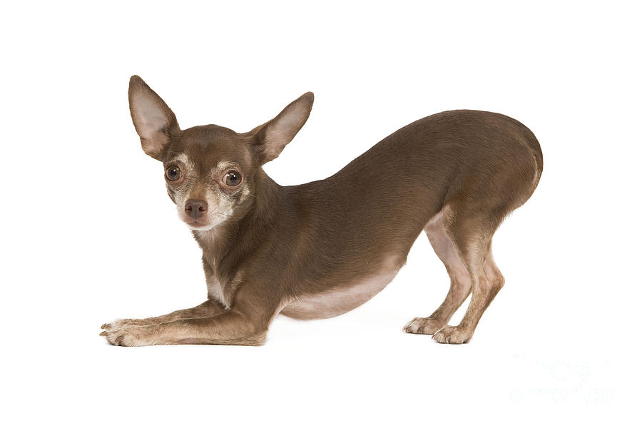 Short-haired Chihuahua Jigsaw Puzzle by Jean-Michel Labat - Pixels