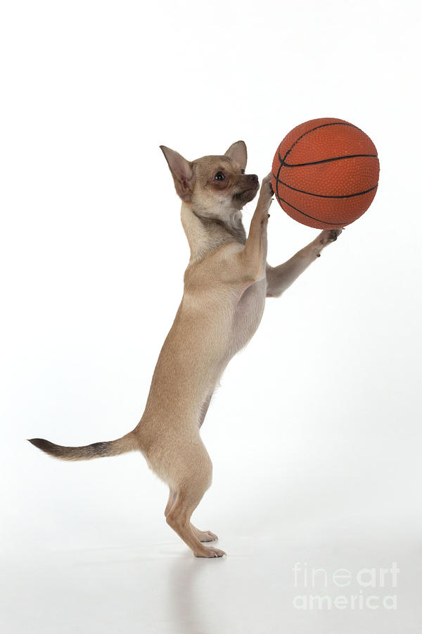 Chihuahua Playing Basketball Photograph by John Daniels