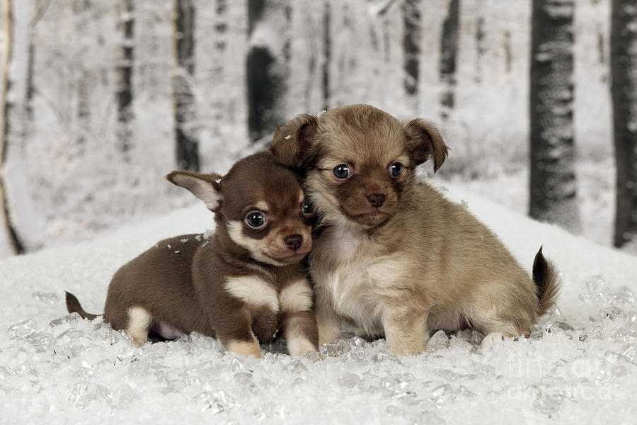 Chihuahua Puppy Dogs Photograph by John Daniels
