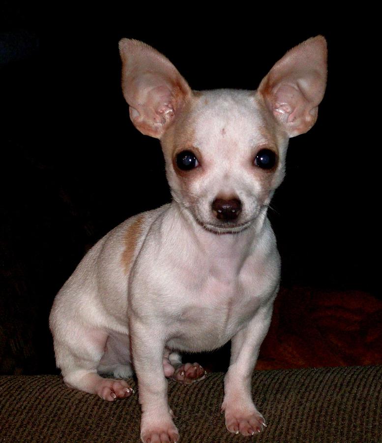 Chihuahua Puppy Photograph by Maria Urso