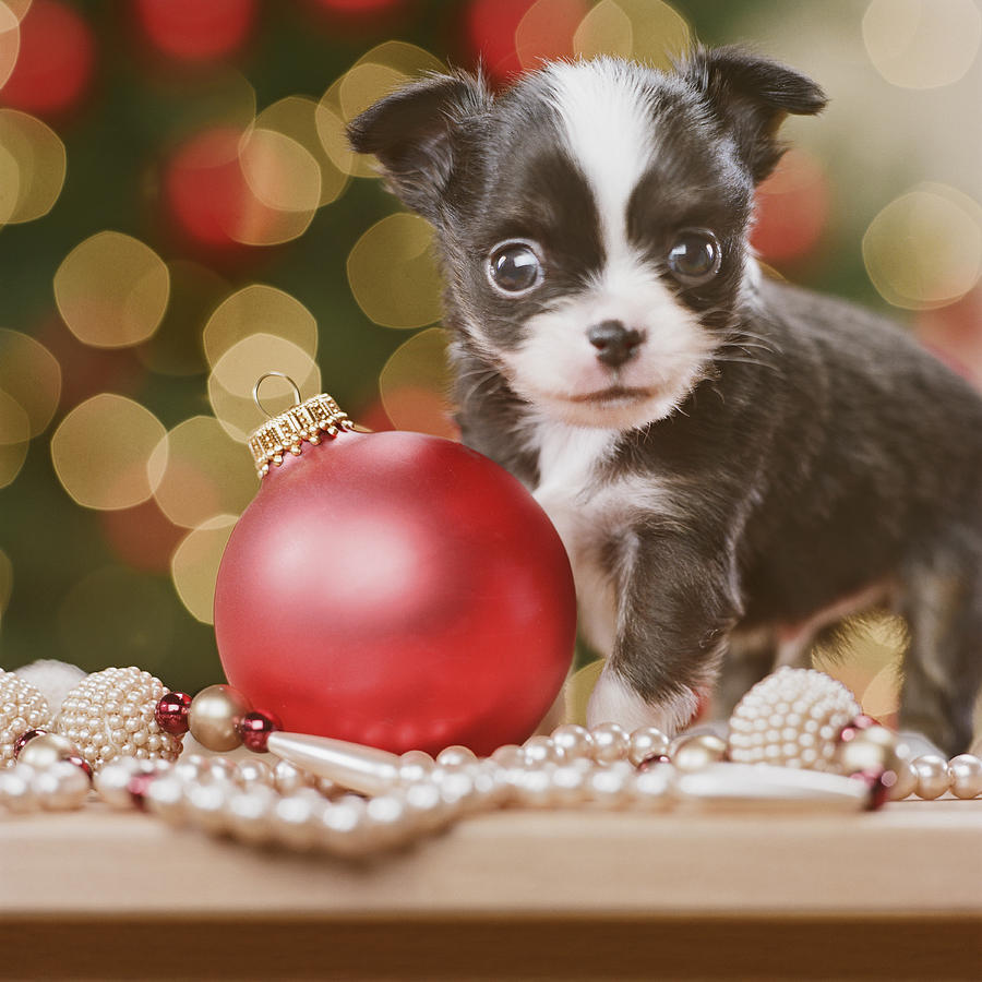 Chihuahua Puppy with Christmas bauble, close-up Photograph by GK Hart/Vikki Hart